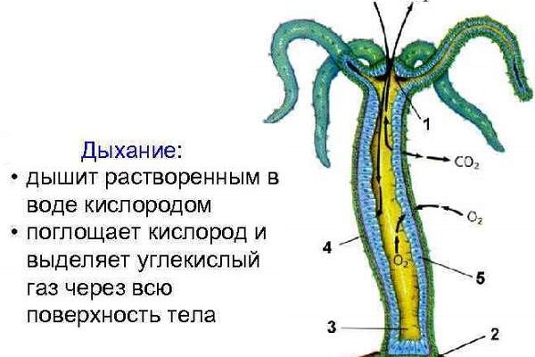 Ссылка на кракен свежая